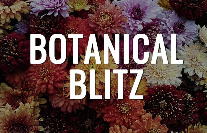 thumb-botanicalblitz