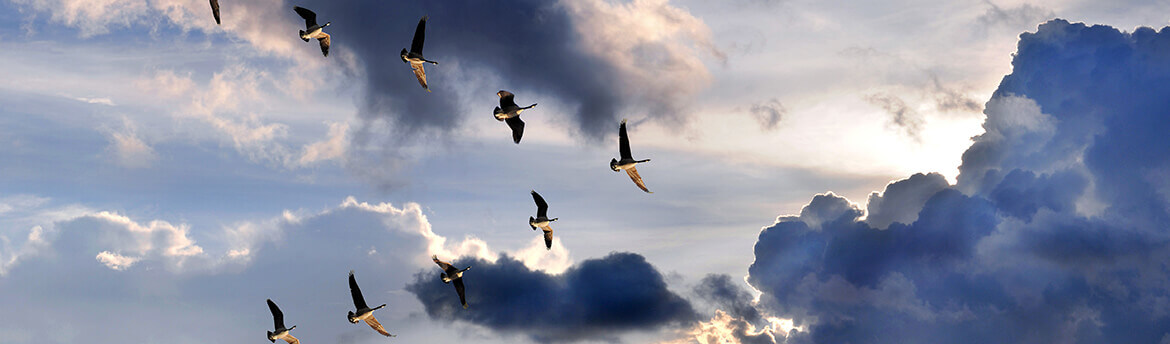 Cloud Migrations