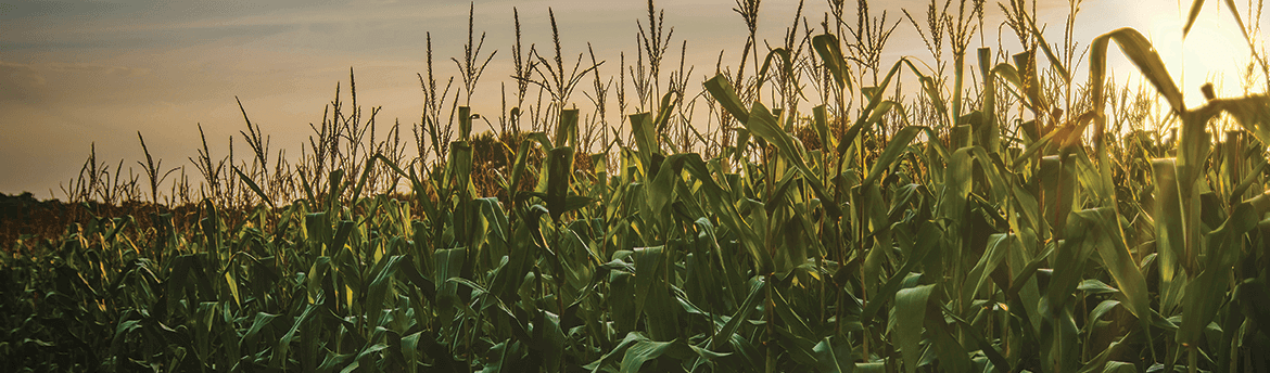 Streamlining Dealer Communication: Dragotec USA’s Information Portal