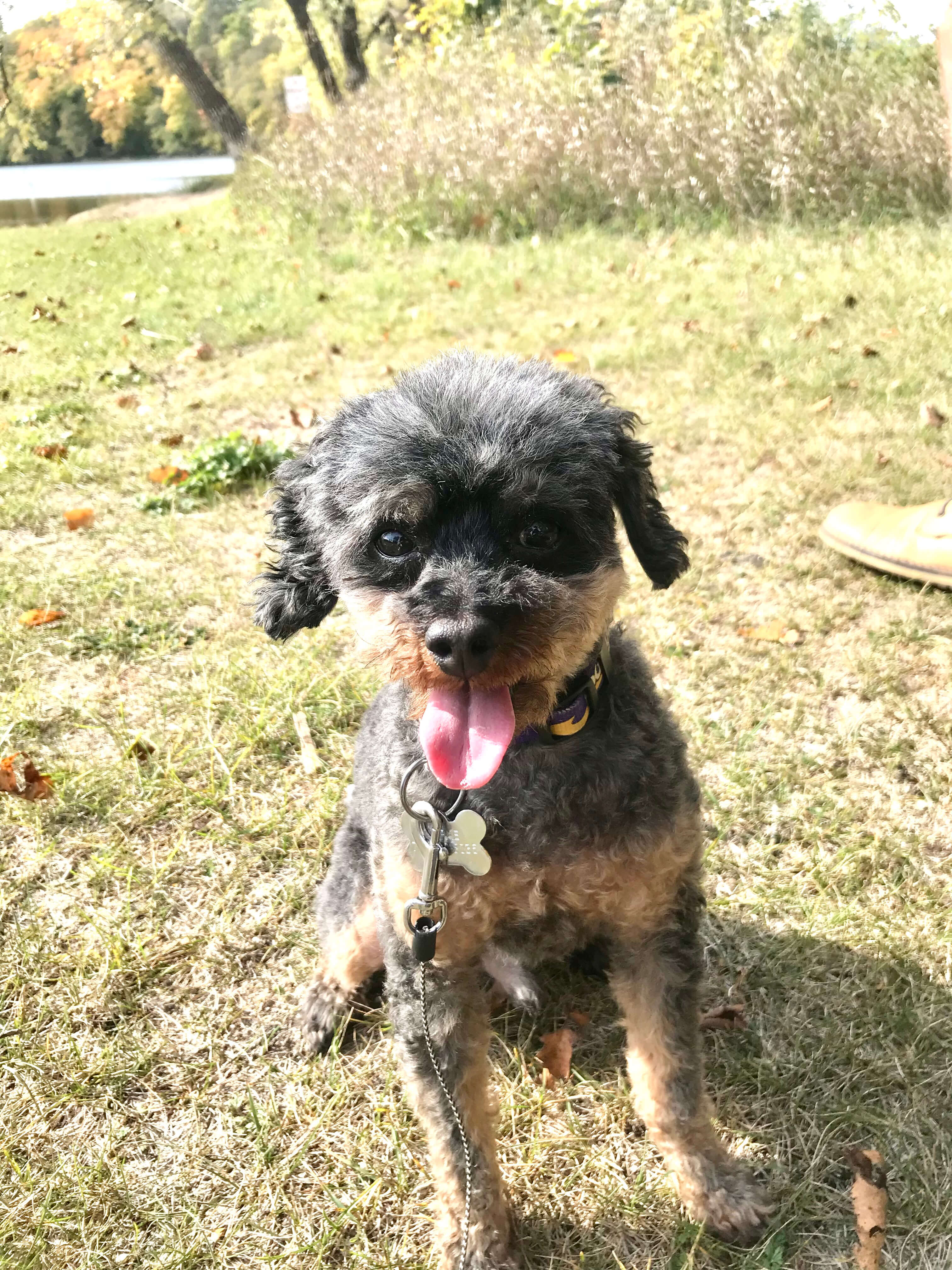 Jacqui's dog Pierre